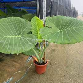 象耳芋霸王芋波图巨浪海芋室内外绿植客厅大叶盆栽庭院大叶植物