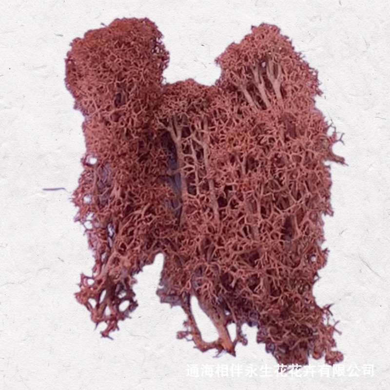 Coffee Red·Eternal Moss