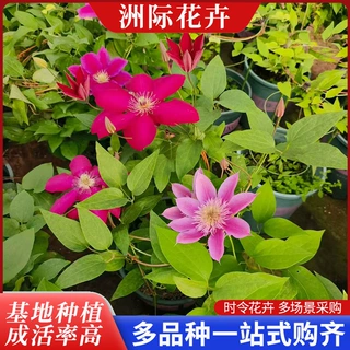 多品种铁线莲营养杯小苗 景区花架绿化攀援花卉量大价优