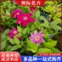 绿化景区攀援品种营养杯