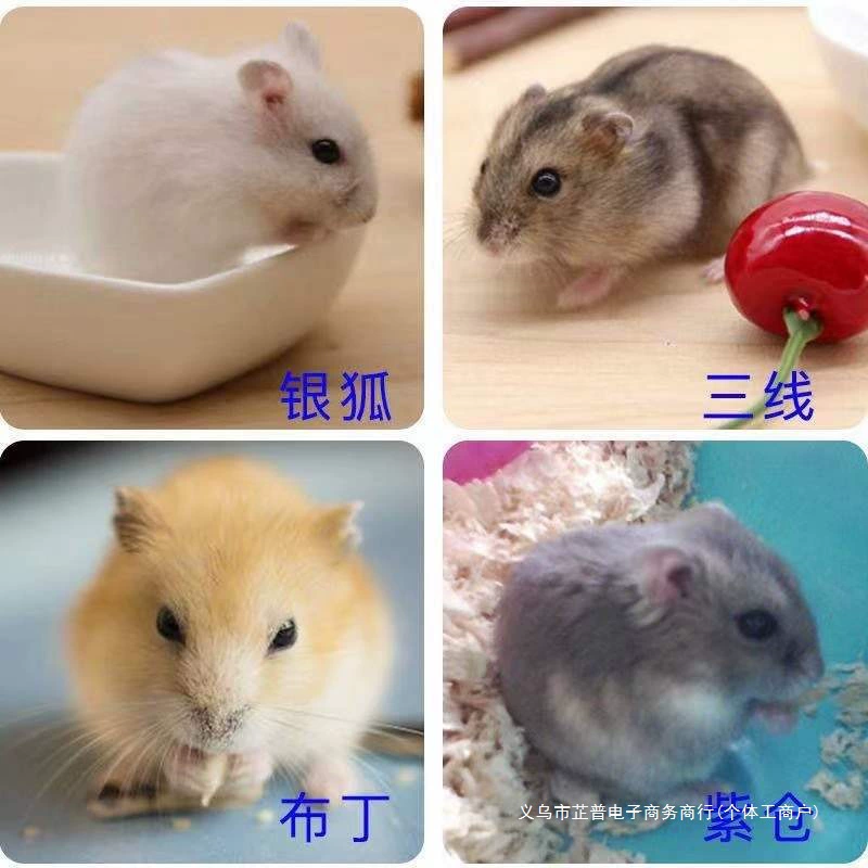 Бесплатная доставка для маленьких хомяков, вакцинированных живых кукол, пары пудингов серебряной лисы, маленьких домашних животных, золотых медведей, бесплатные клетки.