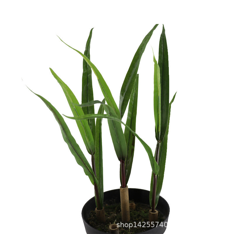 XRB-082 玉米苗 (4).jpg