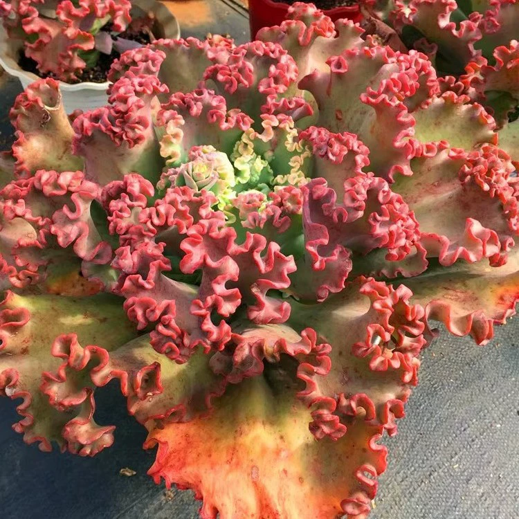 Танцевальная красная юбка Гигантская мясистая