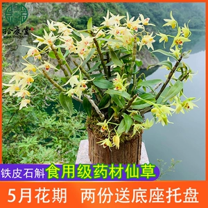 Гора Яндан Dendrobium officinale саженцы в горшках 3-летние деревянные колья съедобные свежие полоски китайских лекарственных материалов Цветы дендробиума Dendrobium orchidaceae