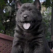 纯种五黑宠物狗活体狗狗猎犬幼犬活狗中华田园犬幼崽小狗活物护卫