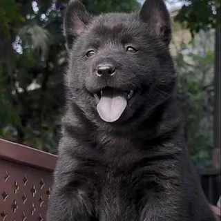 五黑犬幼犬活体狗狗小狗五黑中华田园犬护卫犬幼崽活狗宠物犬批发