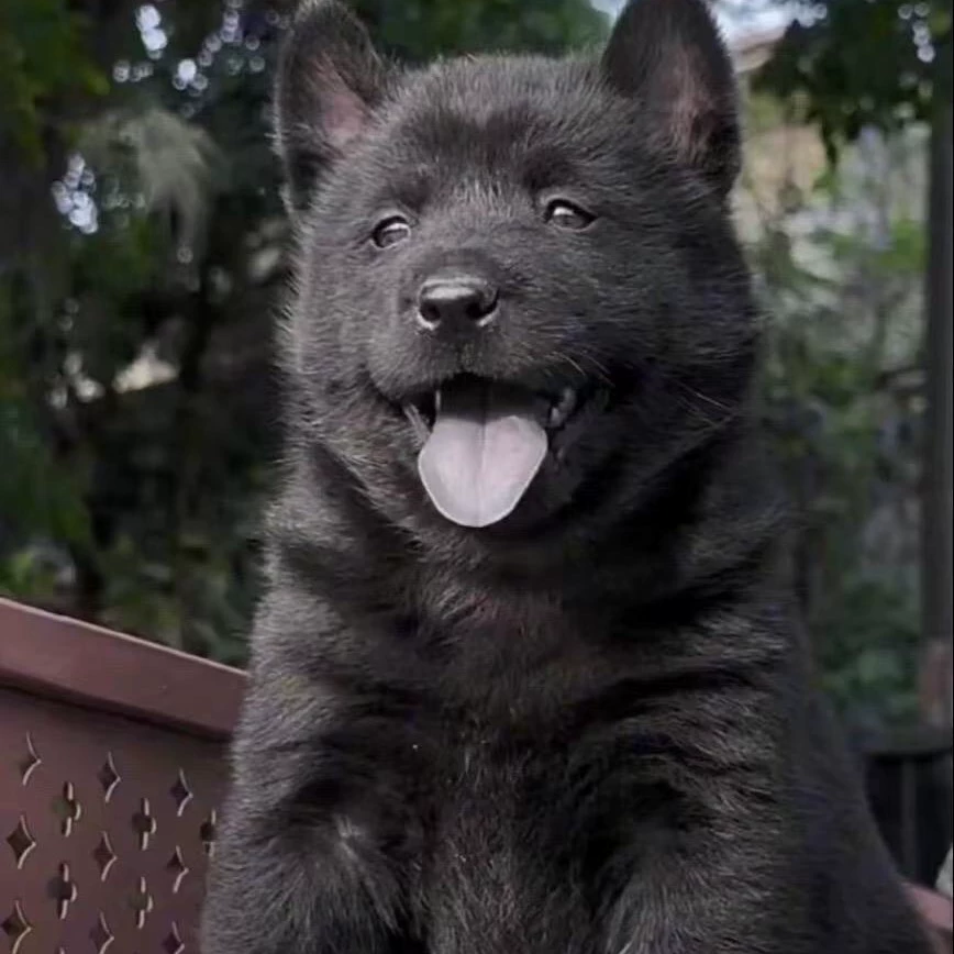 Чистопородный пятночерный домашний пес, живой пес, щенок охотничьего собакоидного породы, живой пес, щенок китайской сельской собаки, щенок, живое животное для охраны.