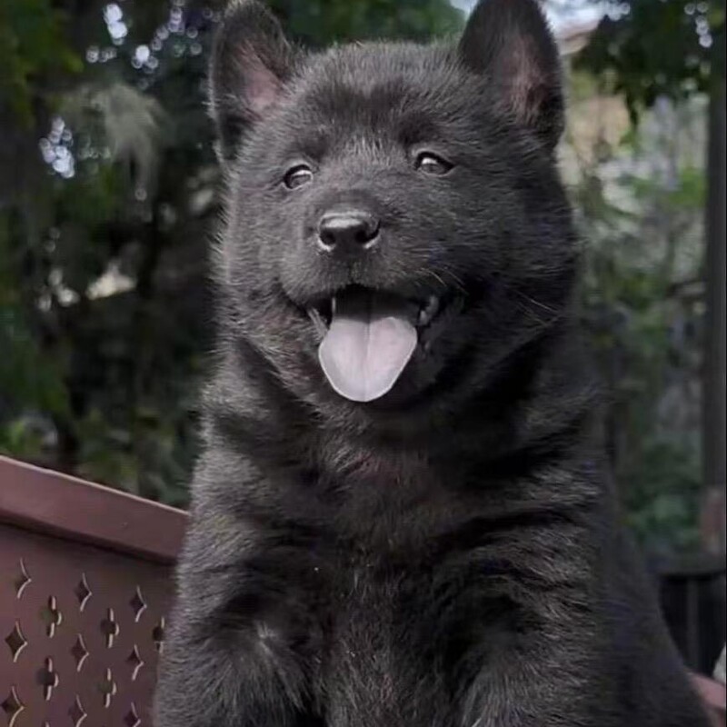 Purebred Five-Black Pet Dog, Live Dog, Hunting Dog, Chinese Rural Dog, Guangxi Native Dog, Family Guard Dog