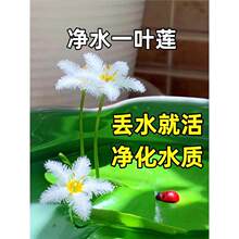 һ�~ɏ������ɏ��Ƽˮ��ˮ��ֲ�ﻨ���҃Ⱥ��Bˮ��˯ɏˮܽ�غ��J