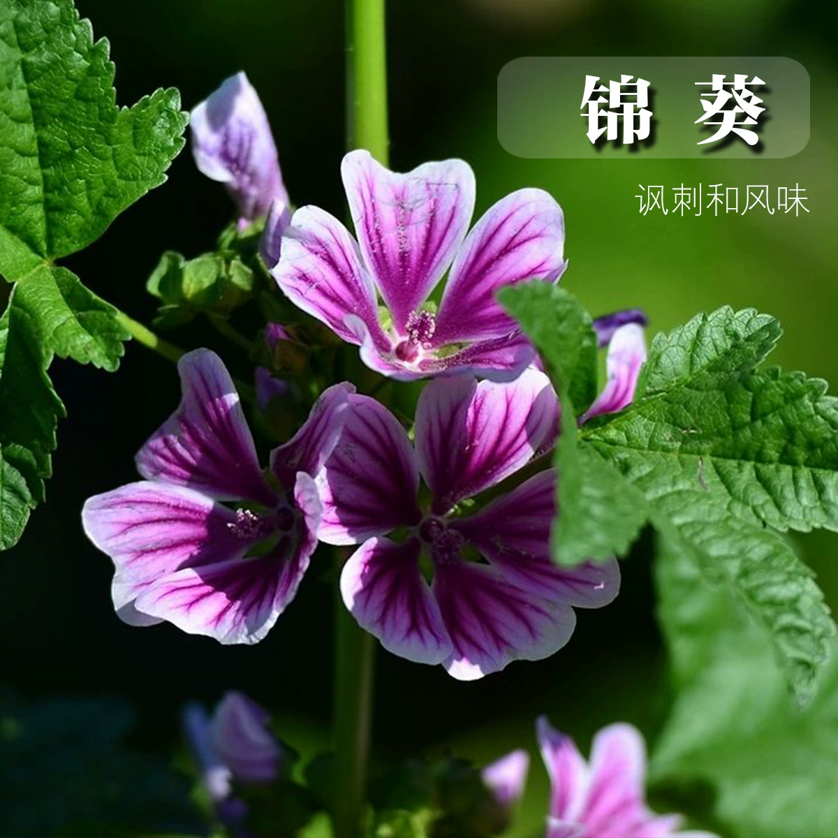 Многолетние засухоустойчивые цветочные семена мальвы цветочные семена весенний посев домашний Садоводство проект озеленение семян оптом