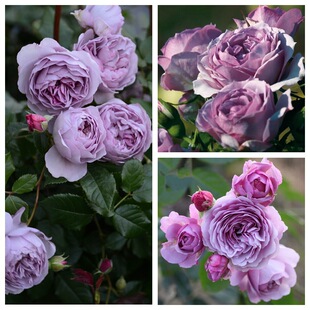 �����¼�����޹�²ݻ���ܛ�ٴ��{��ɫ�����ٱ����ٶ໨���B�׻�