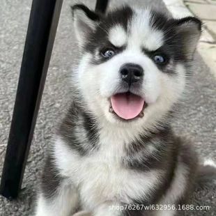 ���N��ʿ��Ȯ��Ȯ���w������ʿ��ѩ��Ȯ�{�۾�����С����������Ȯ