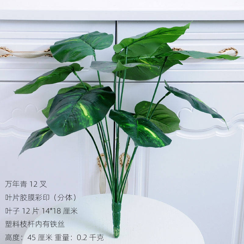 万年青12叉 副本