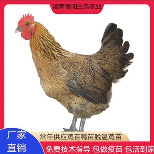 ���_��ĸ�u�������u�����оŽ��S���P���u����J���u�r�����B�u