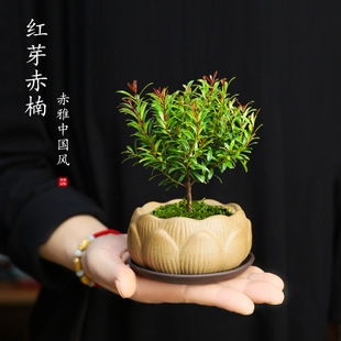 С�~������Լtѿ����辰�҃�������BС�Gֲ���������U��΢�辰