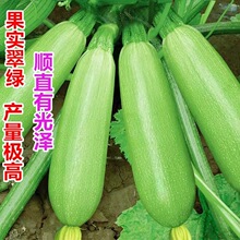 早春耐寒高产西葫芦种子占瓜水果蔬菜籽阳台种菜高产抗病蔬菜种孑