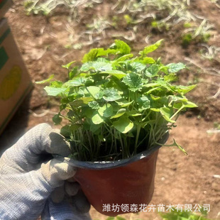 February Orchid Seeds Are Easy to Grow in All Seasons. February Orchid Seeds Are Perennial Perennial Roots. Qingzhou Base