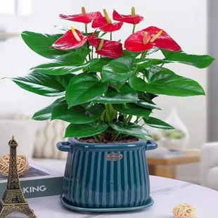 �t�ư��Ʒ��ƻ��ܾGֲ�����҃ȿ͏d��������՚��ļ��_�������l؛