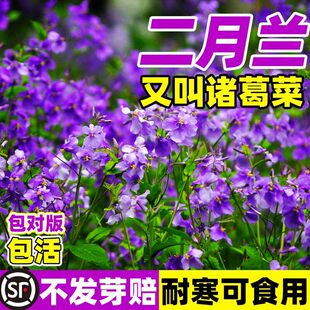 �ͺ������m���N���{ɫ�������a�G�����^ͥԺ�ļ����N�T��˻��N��