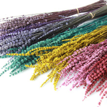 狂想者永生花薰衣草干花薰衣草干花永生花家居装饰插花diy