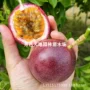 南方四季盆栽庭院百香果苗