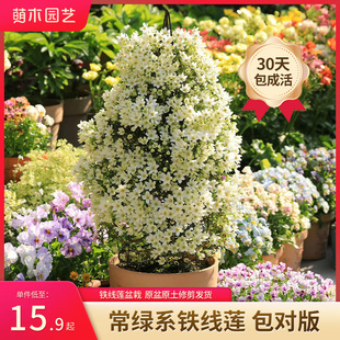 Moegi Gardening Silver Coin Apple Blossom Clematis Evergreen Small Seedlings Large Seedlings Climbing Plant Potted Avalanche Spring Early Knowledge