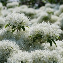 流苏树种子糯米花牛筋子梦幻流苏种子盆栽观赏树植物种子