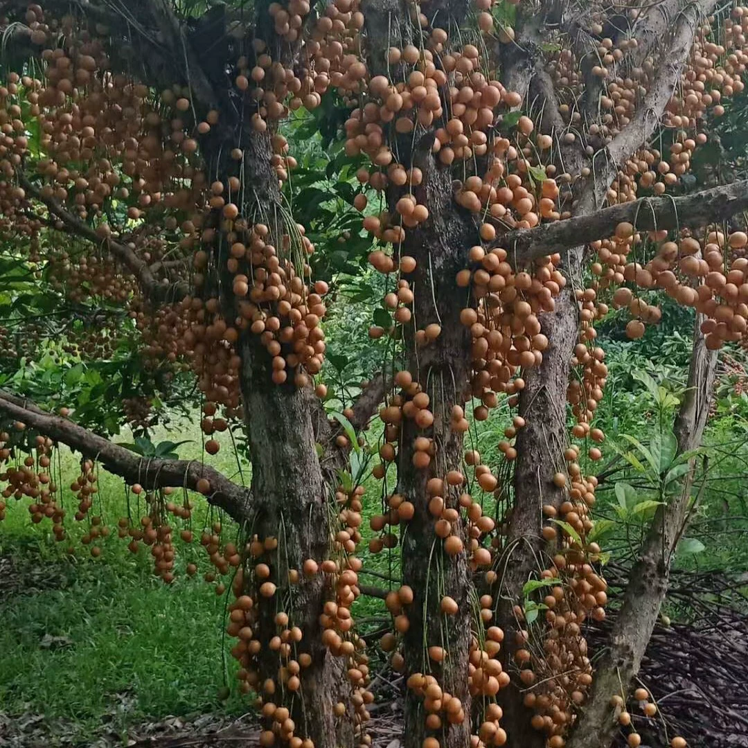 2403 питомник поставляет древесное молоко фруктовое дерево 2-5 метров в высоту контейнер саженцы южные тропические фрукты дерево частный двор