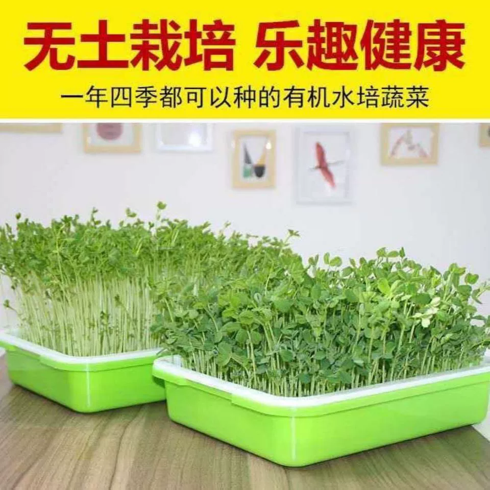 Пороки шпината семена шпината беспочвенные культуры Гидропонные овощи балкон специальный четырехсезонный посев семена овощных культур