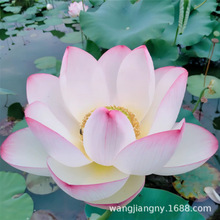 ɻˮBźNźɏɏź~ˮֲﻨ^p