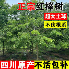 乔木红榉树苗四川工程行道树大型景观绿化苗木朴树丛生榉树大树苗