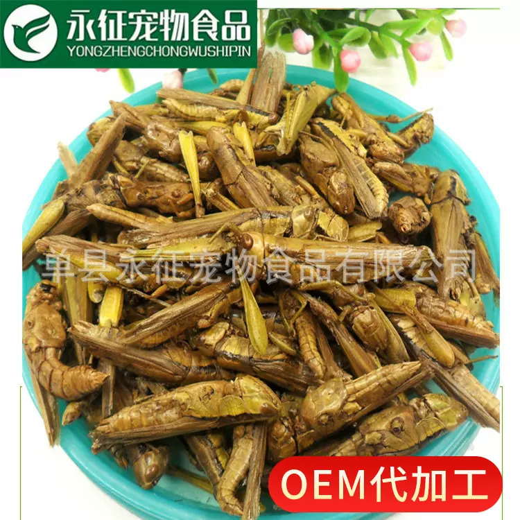 永征厂家直销真空冻干稻蝗蚂蚱干龙鱼观赏鱼饲料鸟龟粮昆虫特种