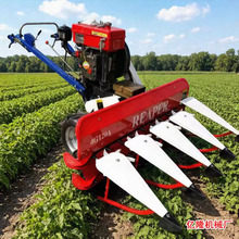 ���~�պ������ո�C �Ͳ�����󶹸��C С��ˮ��������C