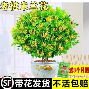 Milan Flower Potted Mosquito-Repellent Florals and Green Plants Indoor Balcony Fragrant Blooming All Year Round Good Old Growth Plants with Buds