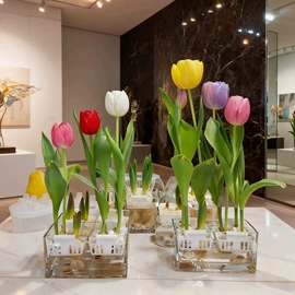 盆栽;种子;种球