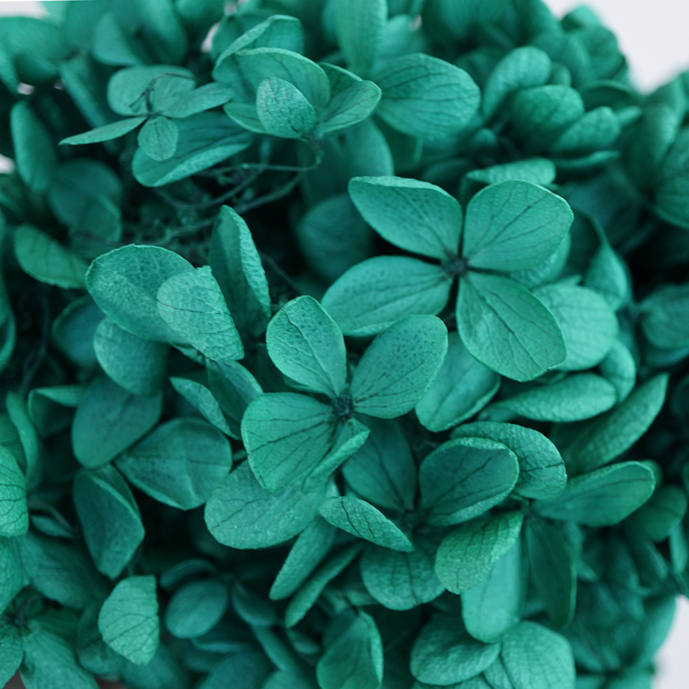 Flores Secas de Hortensia Preservadas A+, Fabricante de Flores Frescas Preservadas, Venta al por Mayor, Caja de 20g, Hortensia de Hoja Mediana Preservada