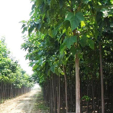 供应各种工程苗木 花卉 基地直销 优质 青桐