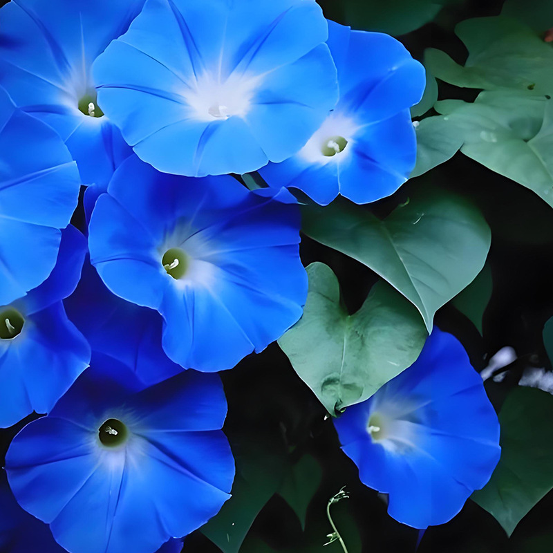 Morning glory/about 50 capsules