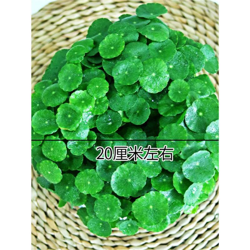 Hydroponic Pennywort Plant for Indoor Easy Care, Flower and Green Plant Potted for Living Room or Office Desk, Suitable for All Seasons