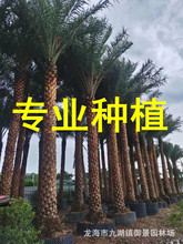 中东海枣树 银海枣 杆高3米 自然高度5.5米 漳州中东海枣基地