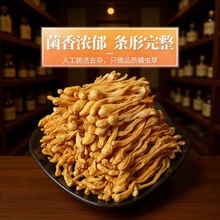 70克虫草花精选蛹虫草新鲜煲汤食材菌云南特产原味菌菇食用蛹虫草