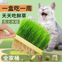 懒人无土水培猫草盒猫咪吐毛球化毛促消化栽培猫薄荷零食宠物食品