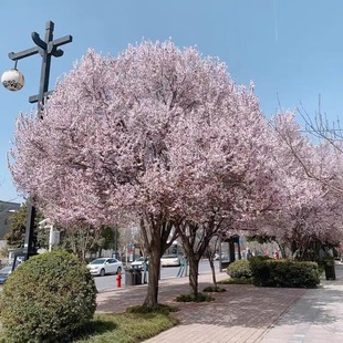 Dropshipping Purple Leaf Plum Saplings, Fast-Growing Red Leaf Plum Saplings, Courtyard and Sidewalk Greening, Cold-Resistant Flower Trees, Red Leaf Plum Flower Mirrors