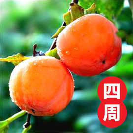 牛心柿子树果苗地栽嫁接果树阳台盆栽矮化庭院树苗南北方当年结果