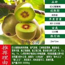 红心软枣猕猴桃树果苗弥猕猴桃苗嫁接南北方种植迷糊桃苗当年结果