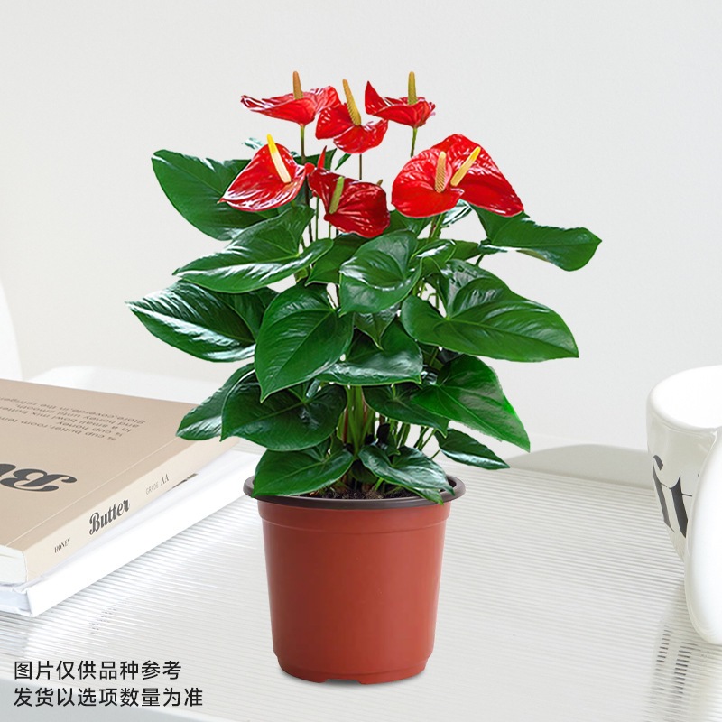 [프로모션 특가] 국화 1~3송이 싱글(원래 화분) + 영양액