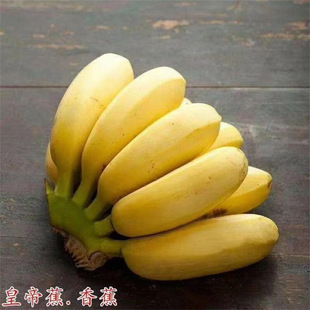 С�׽�����������˹B6�㽶��۽��� �t�㽶 ��ؕ���ʵ۽�����@