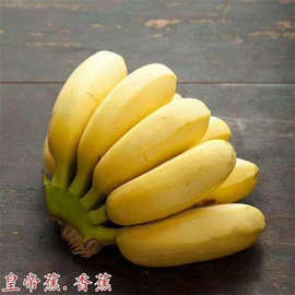 小米蕉果树苗威廉斯B6香蕉苗粉蕉苗 红香蕉 西贡蕉皇帝蕉苗果园