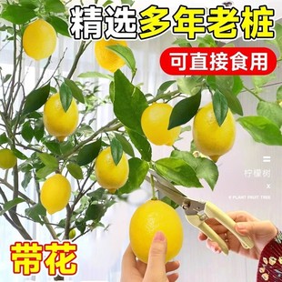 Perfume Lemon Tree with Fruit Potted Living Room Green Plant Large Plant Indoor Balcony Formaldehyde Removal Plant Easy to Maintain in All Seasons