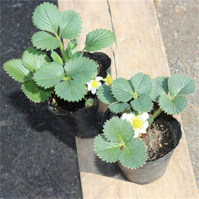 Крем Клубника Рассада Горшечное растение с горшком и почвой Семена Съедобная красота Четыре сезона Результаты Балкон Посадка Новые рассады